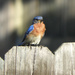 Wild Bluebird