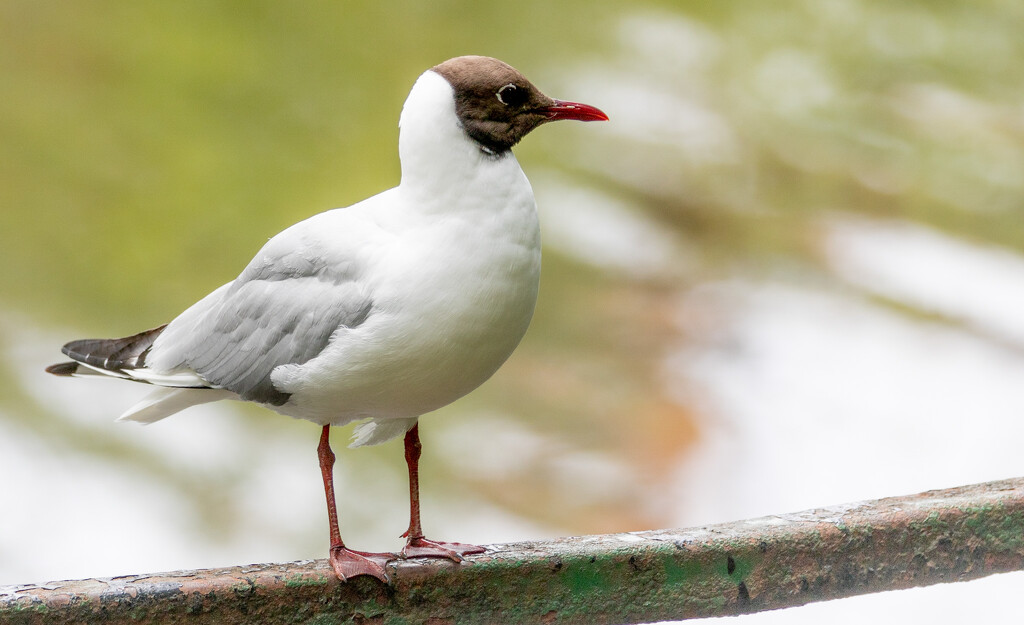 Black Headed Gull by lifeat60degrees