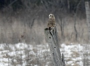 5th Jan 2022 - Short-eared Owl