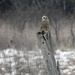 Short-eared Owl by sunnygreenwood