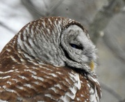 3rd Jan 2022 - Barred Owl