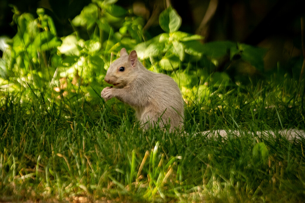 White Squirrel having lunch by jeffjones