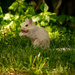 White Squirrel having lunch