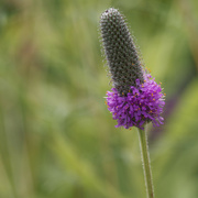 1st Jul 2022 - purple prairie clover