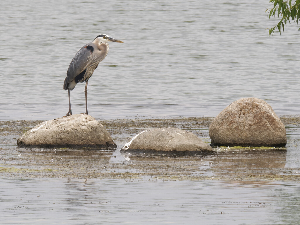 great blue heron and three rocks by rminer