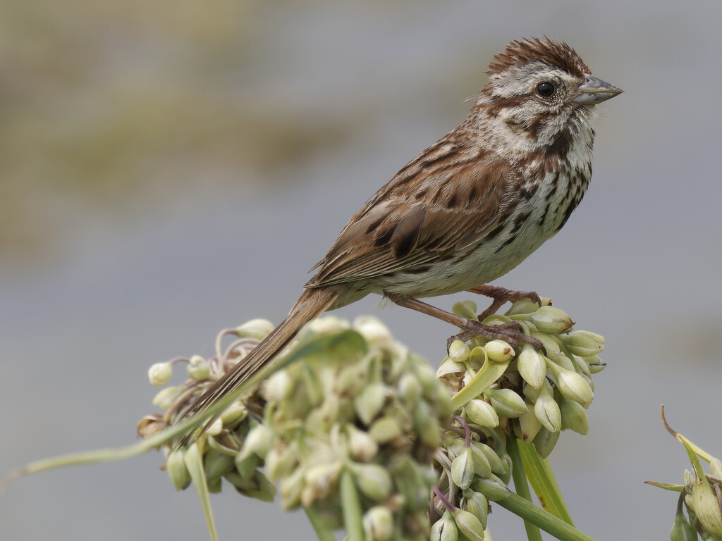 song sparrow by rminer