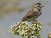 1st Jul 2022 - song sparrow
