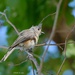181-365 young titmouse  by slaabs