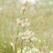 Wildflower arrangement  by 4rky