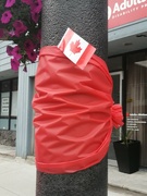 1st Jul 2022 - It's Canada Day Up Canada Way, On the First Day of July...