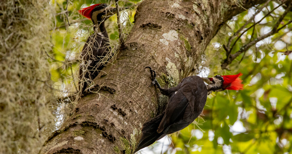 The Pileated Woodpeckers Were Out Today! by rickster549