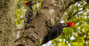 1st Jul 2022 - The Pileated Woodpeckers Were Out Today!