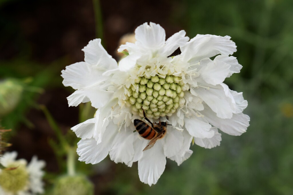 White flower with bee by sandlily