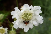 30th Jun 2022 - White flower with bee