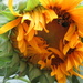 Not quite open sunflower by margonaut