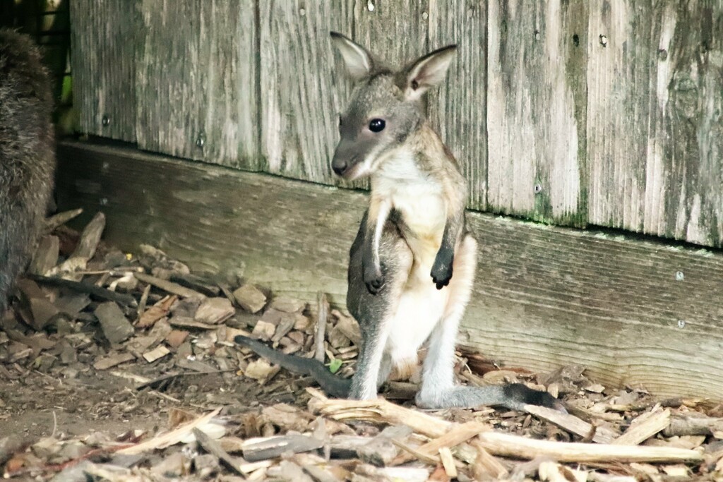 Baby Wallaby Joey by randy23