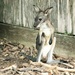 Baby Wallaby Joey