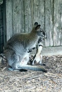 29th Jun 2022 - Momma Wallaby And Her Joey