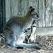 Momma Wallaby And Her Joey