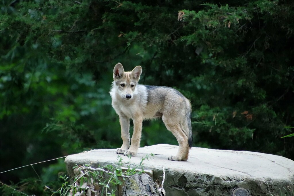 Mexican Gray Wolf Pup by randy23