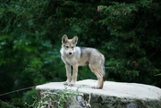 2nd Jul 2022 - Mexican Gray Wolf Pup