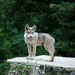 Mexican Gray Wolf Pup