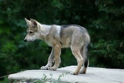 1st Jul 2022 - Wolf Pup
