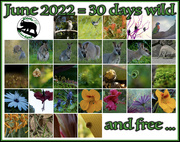 1st Jul 2022 - 30DaysWild2022