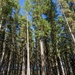 Tall trees by flyrobin