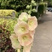 Love a Gladioli by elainepenney
