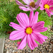 Pink Cosmos 