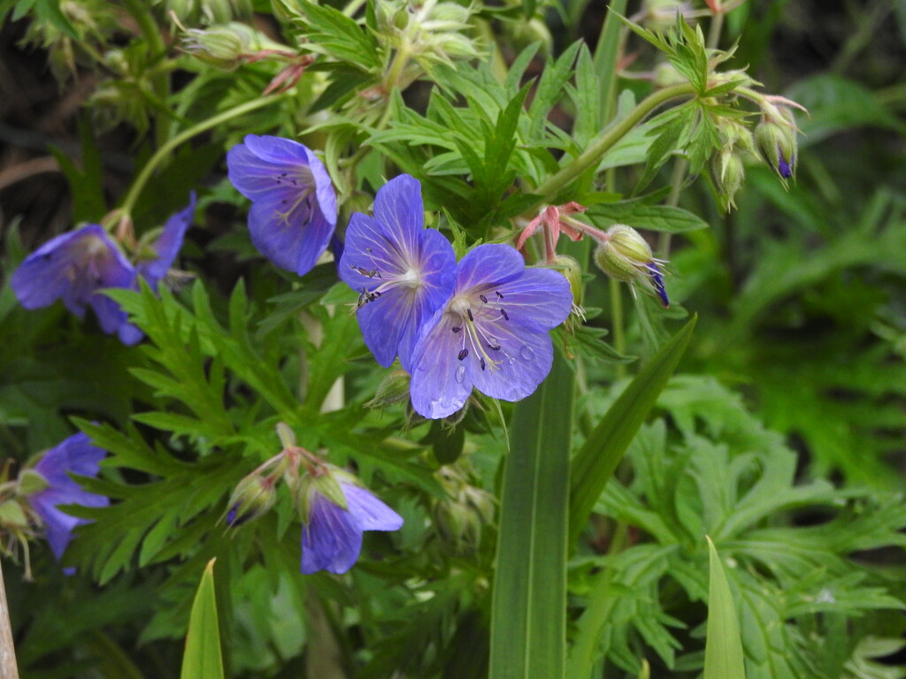 Meadow Cranesbill by oldjosh