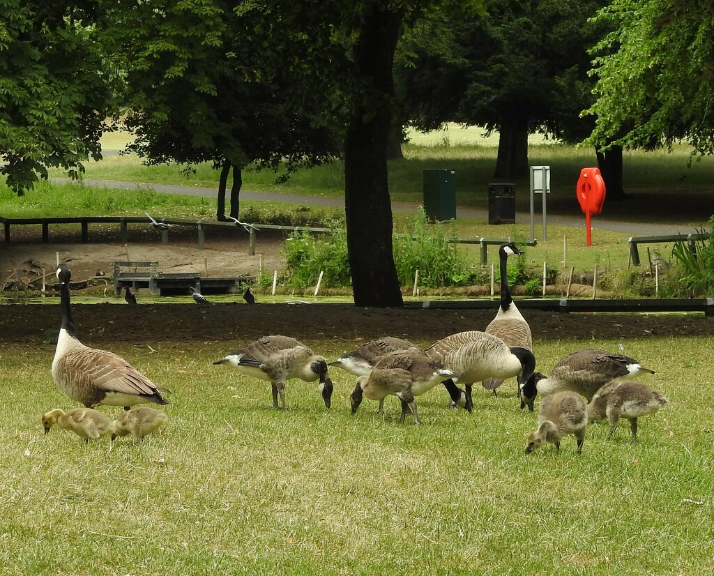 Canada Geese by oldjosh