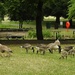 Canada Geese by oldjosh
