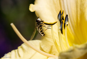 2nd Jul 2022 - Hoverfly on lily