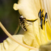 Hoverfly on lily by djepie