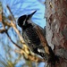Black-backed Woodpecker by sunnygreenwood