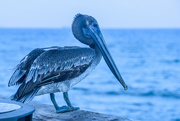 1st Jul 2022 - Blue Pelican