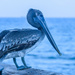 Blue Pelican by danette