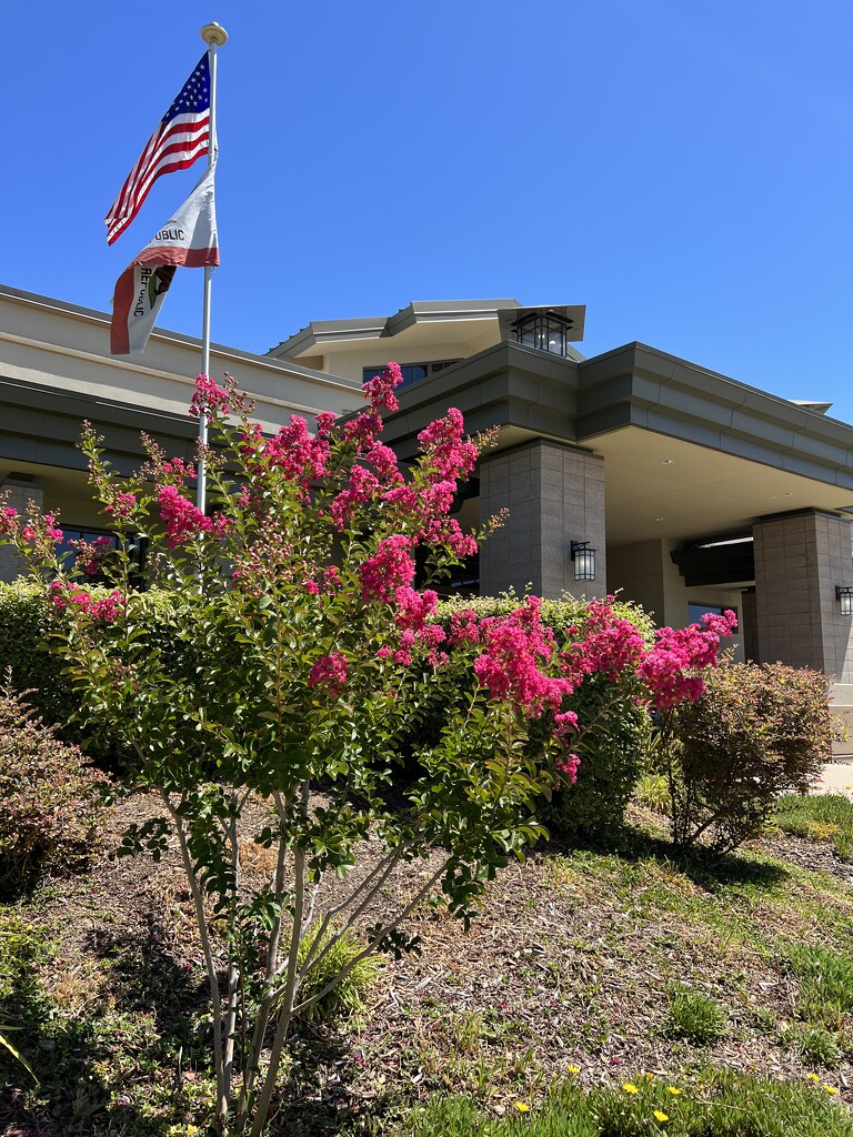 Crepe Myrtle are blooming by shutterbug49