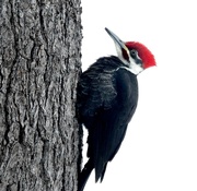 11th Jan 2022 - Pileated