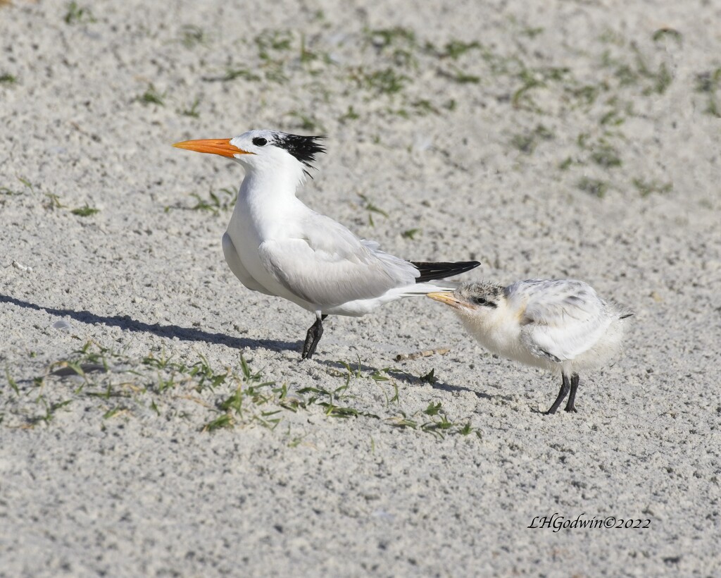 LHG_1313Royal Tern with chick by rontu