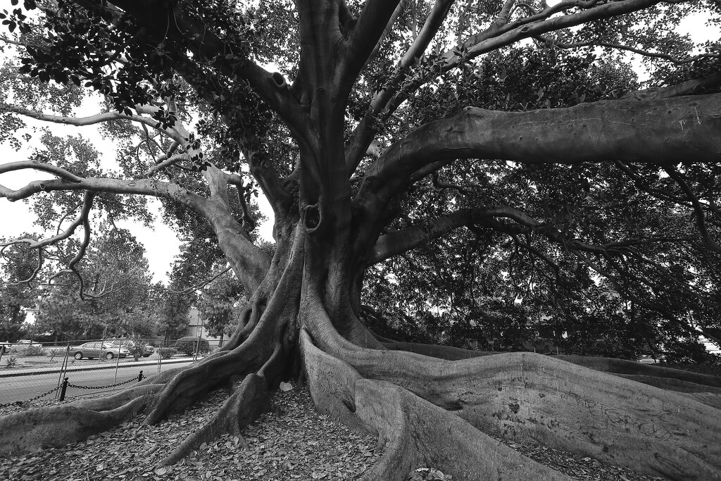 Moreton Bay Fig Tree by blueberry1222