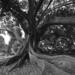 Moreton Bay Fig Tree by blueberry1222