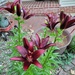 Burgundy blooms by scoobylou