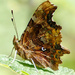 Comma Butterfly by fishers