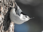 19th Jan 2022 - White-breasted Nuthatch