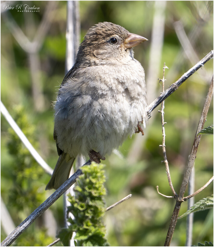 Young House Sparrow by pcoulson