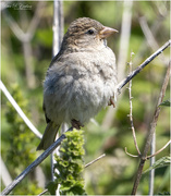 2nd Jul 2022 - Young House Sparrow