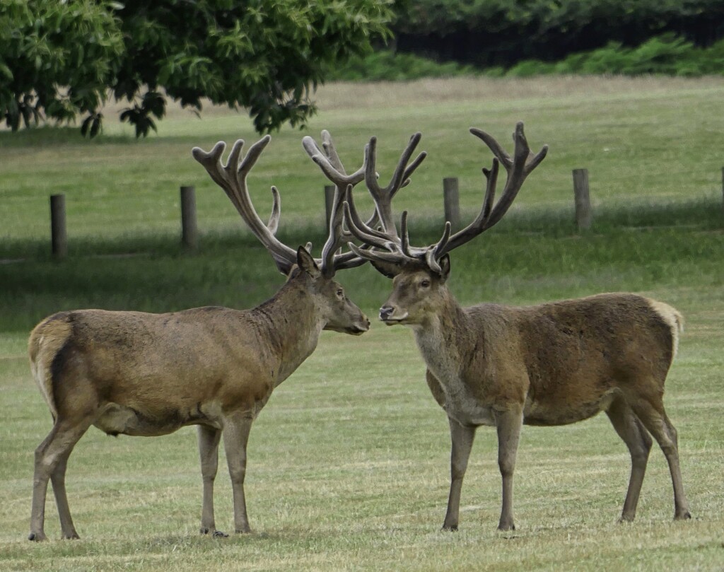 Two Stags  by tonygig